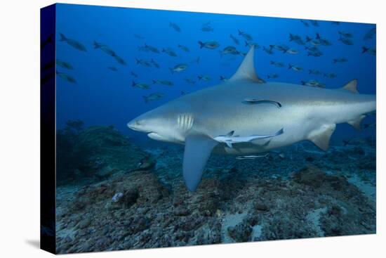 A Large Bull Shark at the Bistro Dive Site in Fiji-Stocktrek Images-Premier Image Canvas