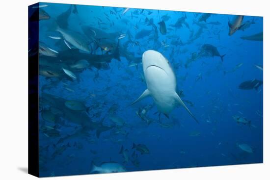 A Large Bull Shark at the Bistro Dive Site in Fiji-Stocktrek Images-Premier Image Canvas