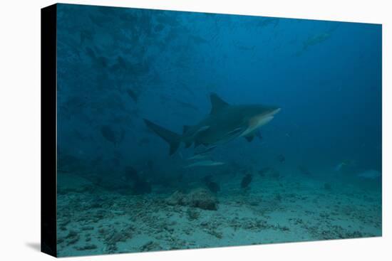 A Large Bull Shark at the Bistro Dive Site in Fiji-Stocktrek Images-Premier Image Canvas