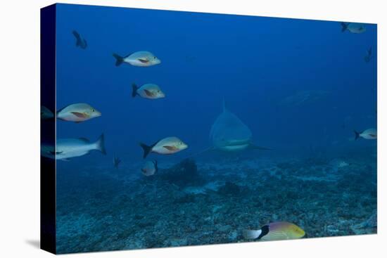 A Large Bull Shark at the Bistro Dive Site in Fiji-Stocktrek Images-Premier Image Canvas