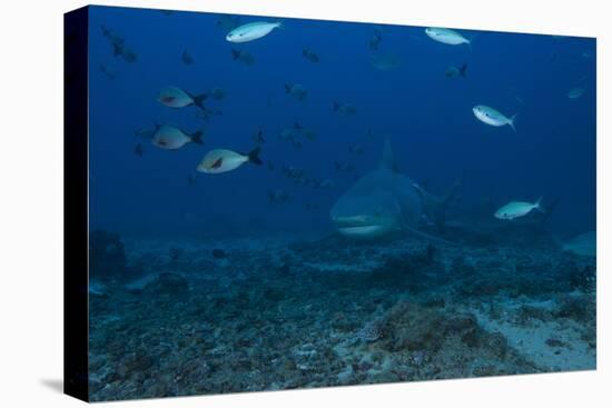 A Large Bull Shark at the Bistro Dive Site in Fiji-Stocktrek Images-Premier Image Canvas