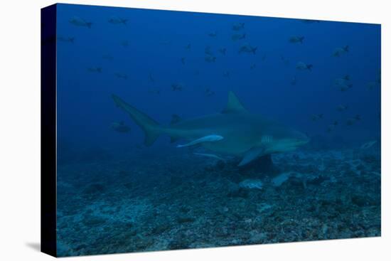 A Large Bull Shark at the Bistro Dive Site in Fiji-Stocktrek Images-Premier Image Canvas