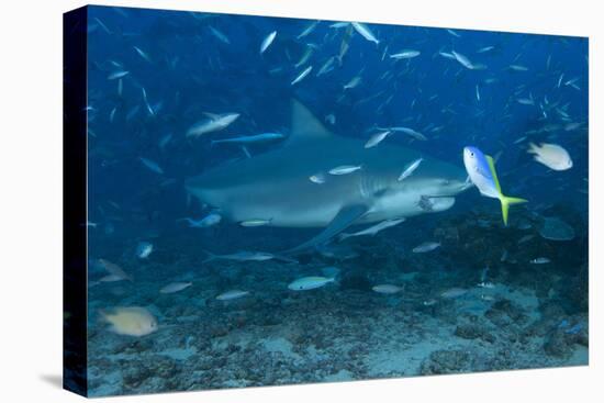 A Large Bull Shark at the Bistro Dive Site in Fiji-Stocktrek Images-Premier Image Canvas