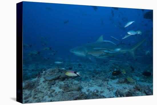 A Large Bull Shark at the Bistro Dive Site in Fiji-Stocktrek Images-Premier Image Canvas