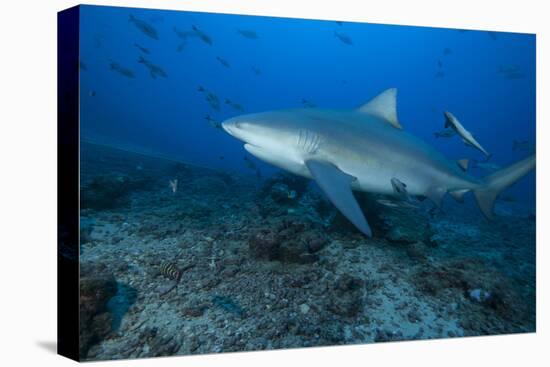 A Large Bull Shark at the Bistro Dive Site in Fiji-Stocktrek Images-Premier Image Canvas