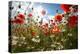 A Large Field of Poppies and Daisies Near Newark in Nottinghamshire, England Uk-Tracey Whitefoot-Premier Image Canvas