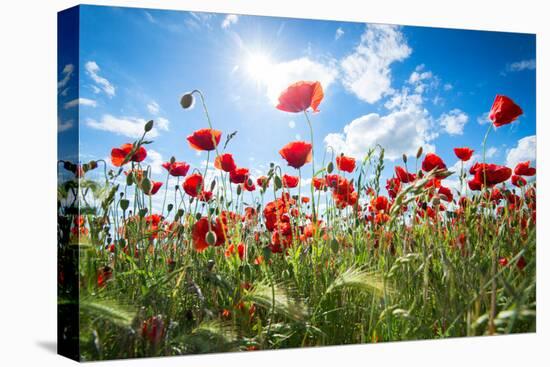 A Large Field of Poppies Near Newark in Nottinghamshire, England Uk-Tracey Whitefoot-Premier Image Canvas