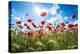 A Large Field of Poppies Near Newark in Nottinghamshire, England Uk-Tracey Whitefoot-Premier Image Canvas