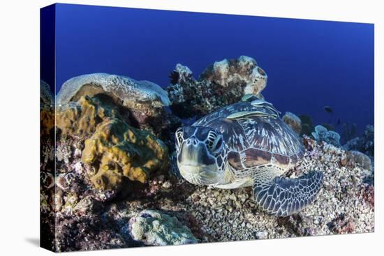 A Large Green Sea Turtle Lays on the Reef Near Sulawesi, Indonesia-Stocktrek Images-Premier Image Canvas
