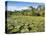 A large group of Victoria water lily (Victoria amazonica), on Rio El Dorado, Nauta, Peru-Michael Nolan-Premier Image Canvas