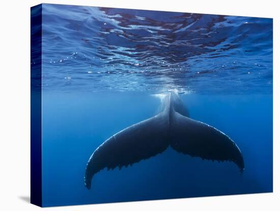 A large humpback whale fluke near the surface-James White-Premier Image Canvas