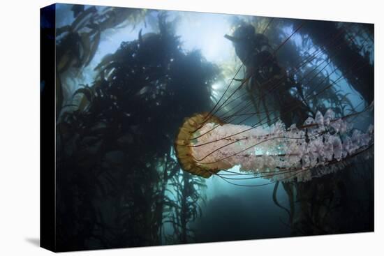 A Large Lion's Mane Jellyfish Swims in a Kelp Forest-Stocktrek Images-Premier Image Canvas