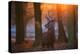 A Large Majestic Red Deer Stag in the Orange Early Morning Glow in Richmond Park-Alex Saberi-Premier Image Canvas