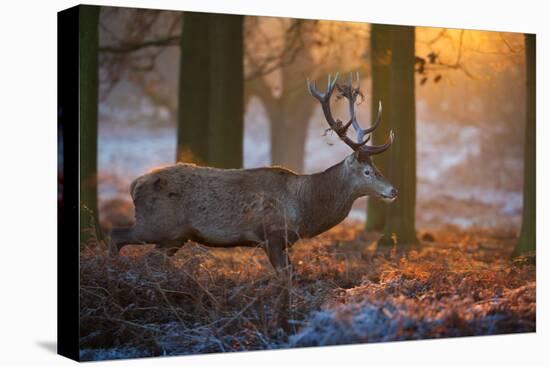 A Large Majestic Red Deer Stag in the Orange Early Morning Glow in Richmond Park-Alex Saberi-Premier Image Canvas