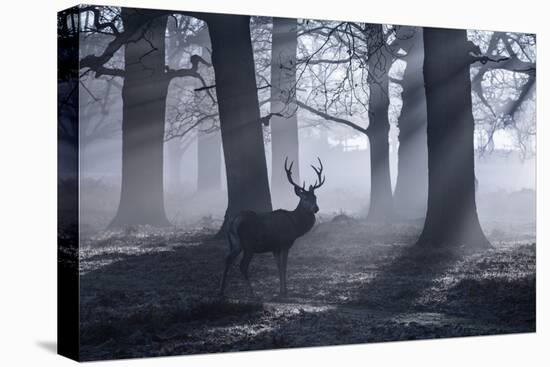 A Large Male Red Deer Stag, Cervus Elaphus, Walks In Richmond Park At Dawn-Alex Saberi-Premier Image Canvas