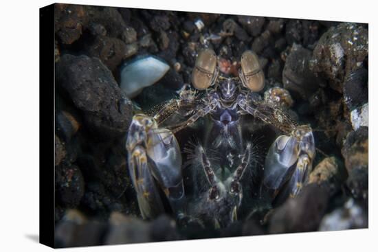 A Large Mantis Shrimp Waits to Ambush Prey on a Reef-Stocktrek Images-Premier Image Canvas