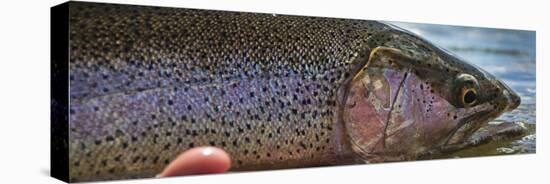 A Large Rainbow Trout Ready to Be Released on the Henry's Fork River in Idaho.-Clint Losee-Premier Image Canvas