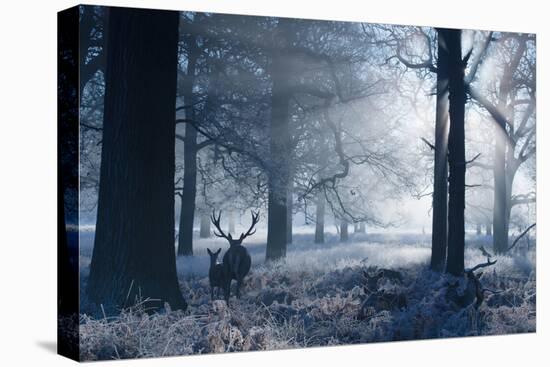 A Large Red Deer Stag And Fawn, Cervus Elaphus, Make Their Way Through Richmond Park At Dawn-Alex Saberi-Premier Image Canvas