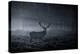 A Large Red Deer Stag, Cervus Elaphus, In Richmond Park At Dawn-Alex Saberi-Premier Image Canvas