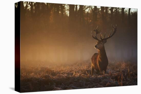 A Large Red Deer Stag, Cervus Elaphus, In Richmond Park At Dawn-Alex Saberi-Premier Image Canvas