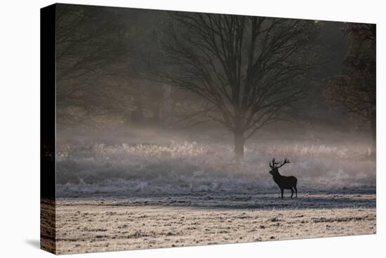 A Large Red Deer Stag, Cervus Elaphus, Stands In Richmond Park At Dawn-Alex Saberi-Premier Image Canvas