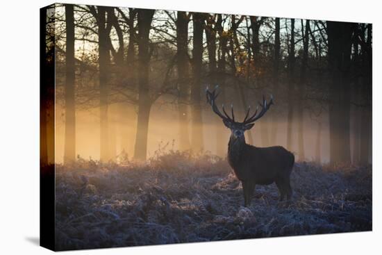 A large red deer stag, Cervus elaphus, stands in Richmond Park at dawn.-Alex Saberi-Premier Image Canvas