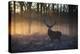 A large red deer stag, Cervus elaphus, stands in Richmond Park at dawn.-Alex Saberi-Premier Image Canvas