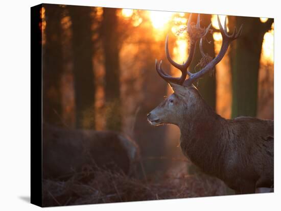 A Large Red Deer Stag on a Winter Morning in Richmond Park-Alex Saberi-Premier Image Canvas