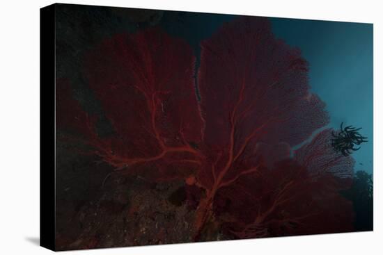 A Large Red Gorgonian Sea Fan and Black Crinoid, Fiji-Stocktrek Images-Premier Image Canvas