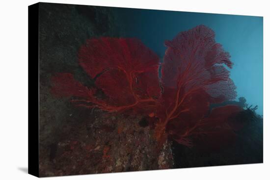 A Large Red Gorgonian Sea Fan, Beqa Lagoon, Fiji-Stocktrek Images-Premier Image Canvas