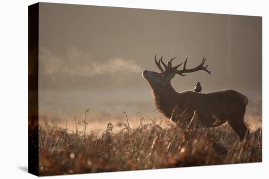 A Large Red Stag with a Jackdaw in the Early Morning Mists of Richmond Park-Alex Saberi-Premier Image Canvas