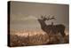 A Large Red Stag with a Jackdaw in the Early Morning Mists of Richmond Park-Alex Saberi-Premier Image Canvas