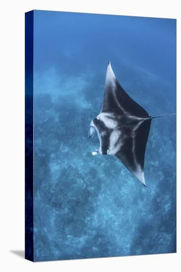 A Large Reef Manta Ray Swims Through Clear Water in Raja Ampat-Stocktrek Images-Premier Image Canvas