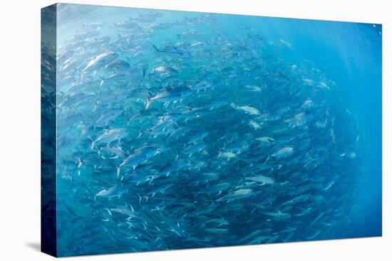 A Large School of Bigeye Trevally (Caranx Sexfasciatus) in Deep Water Near Cabo Pulmo-Michael Nolan-Premier Image Canvas