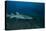 A Large Tawny Nurse Shark on a Deep Fijian Reef-Stocktrek Images-Premier Image Canvas