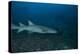 A Large Tawny Nurse Shark on a Deep Fijian Reef-Stocktrek Images-Premier Image Canvas