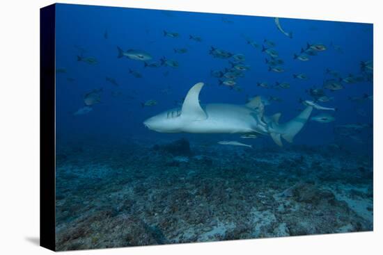 A Large Tawny Nurse Shark on a Deep Fijian Reef-Stocktrek Images-Premier Image Canvas