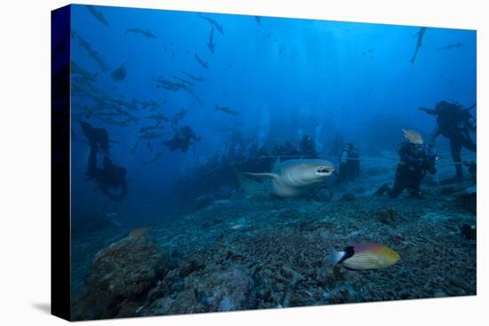 A Large Tawny Nurse Shark Swims Past Divers at the Bistro Dive Site in Fiji-Stocktrek Images-Premier Image Canvas