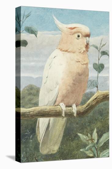A Leadbetter's Cockatoo (W/C)-Henry Stacey Marks-Premier Image Canvas