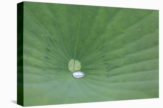 A Leaf of a Lotus Flower with Water Droplets, Fascinating Water Plants in the Garden Pond-Petra Daisenberger-Premier Image Canvas