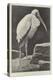 A Learned Judge (Tantalus Stork)-Henry Stacey Marks-Premier Image Canvas