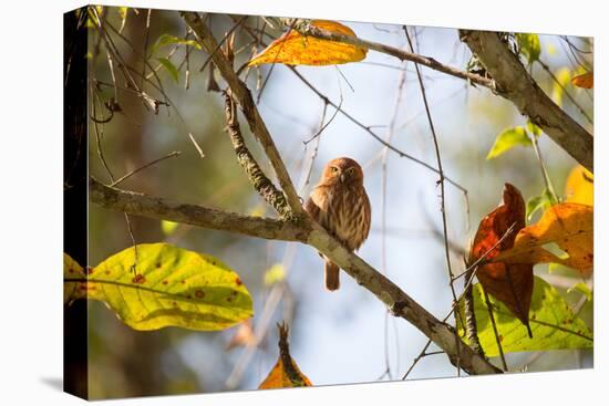 A Least Pygmy-Owl on a Branch in the Atlantic Rainforest, Ubatuba, Brazil-Alex Saberi-Premier Image Canvas
