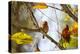 A Least Pygmy-Owl on a Branch in the Atlantic Rainforest, Ubatuba, Brazil-Alex Saberi-Premier Image Canvas