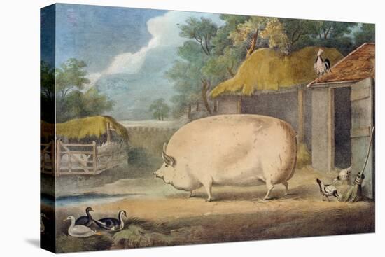 A Leicester Sow, 2 Years Old, the Property of Samuel Wiley-William Henry Davis-Premier Image Canvas