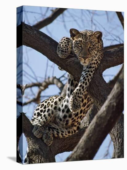 A Leopard Gazes Intently from a Comfortable Perch in a Tree in Samburu National Reserve-Nigel Pavitt-Premier Image Canvas
