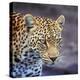 A Leopard Hunting in a Forest in Kenya-John Alves-Premier Image Canvas