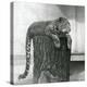 A Leopard Lying on the Top of a Tree Stump with its Tail Dangling down Behind, London Zoo, 1931 (B/-Frederick William Bond-Premier Image Canvas