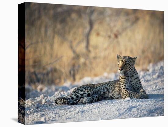 A Leopard, Panthera Pardus Pardus, Rests on a Dirt Road in Etosha National Park at Sunset-Alex Saberi-Premier Image Canvas