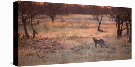 A Leopard, Panthera Pardus Pardus, Walks Through Grassland Aglow in the Setting Sun-Alex Saberi-Premier Image Canvas