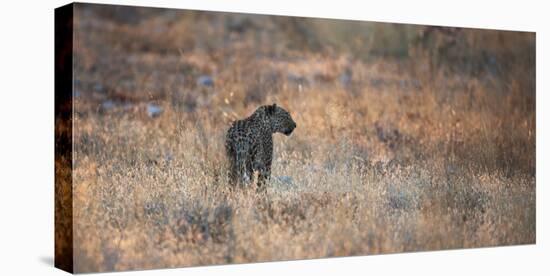 A Leopard, Panthera Pardus Pardus, Walks Through Grassland Aglow in the Setting Sun-Alex Saberi-Premier Image Canvas